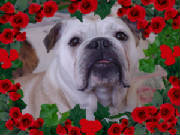 050202103502wborder.jpg