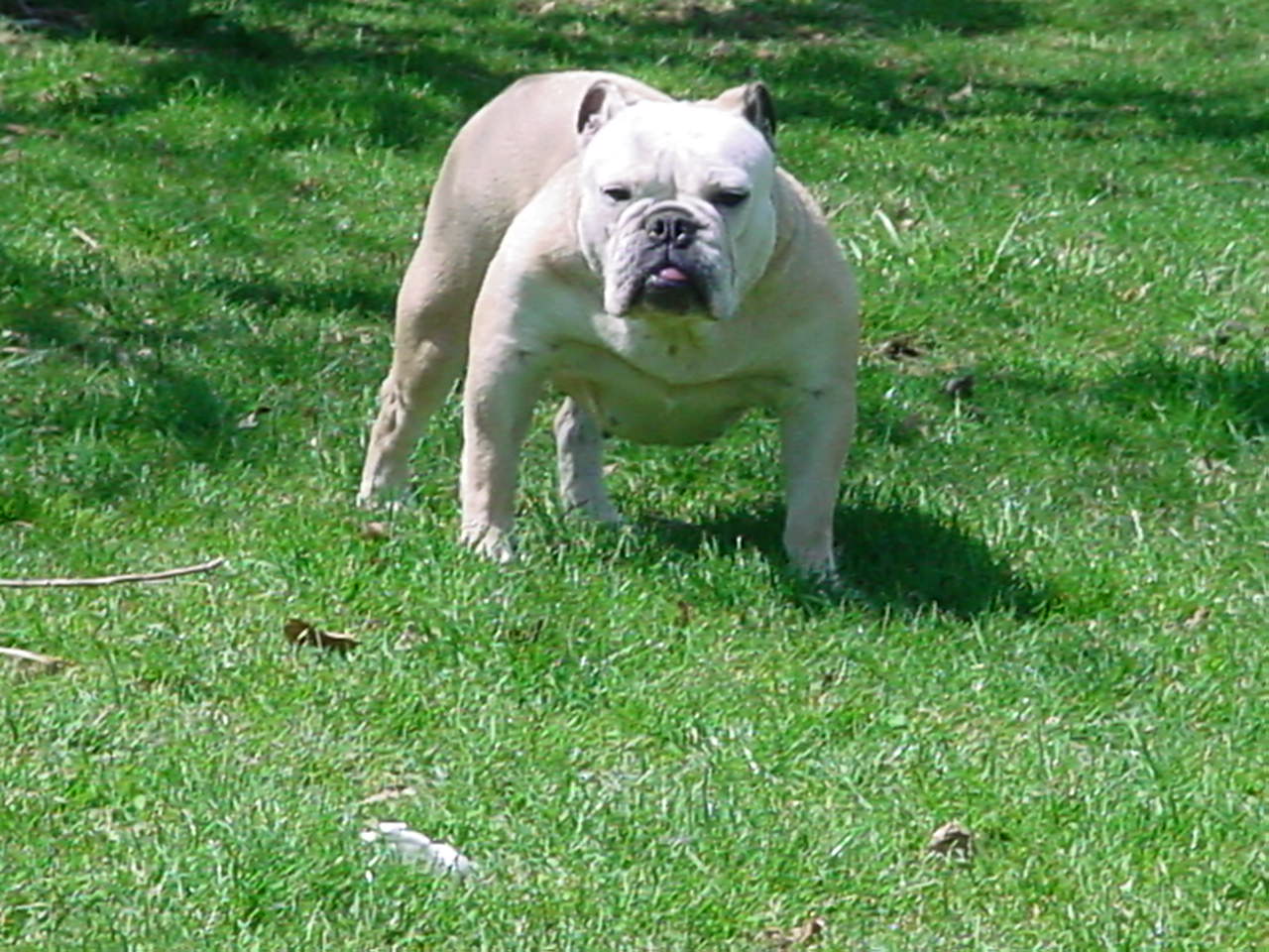 lilly42003.jpg